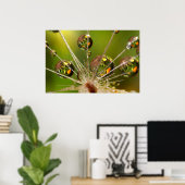 Poster Dandelion Et Droplets D'Eau (Bureau à domicile)