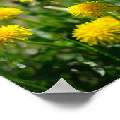 Poster Dandelion Fleurs Dandelions Jaune Vert (Coin)