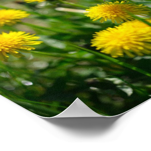 Poster Dandelion Fleurs Dandelions Jaune Vert (Coin)