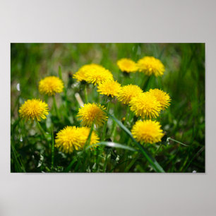 Poster Dandelion Fleurs Dandelions Jaune Vert