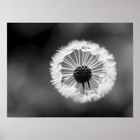Poster Dandelion fluff - stylisation noir et blanc (Devant)