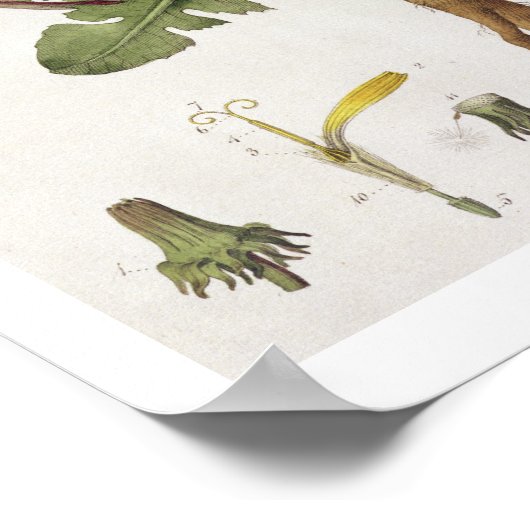 Poster Dandelion (gravure couleur) (Coin)