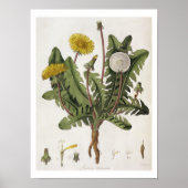 Poster Dandelion (gravure couleur) (Devant)