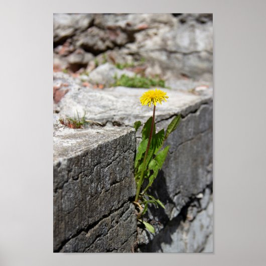 Poster Dandelion jaune au printemps (Devant)