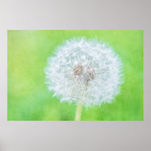 Poster Dandelion - Just Woke Up Beauty