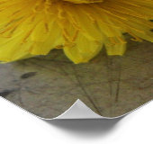 Poster Dandelion Macro Shot (Coin)