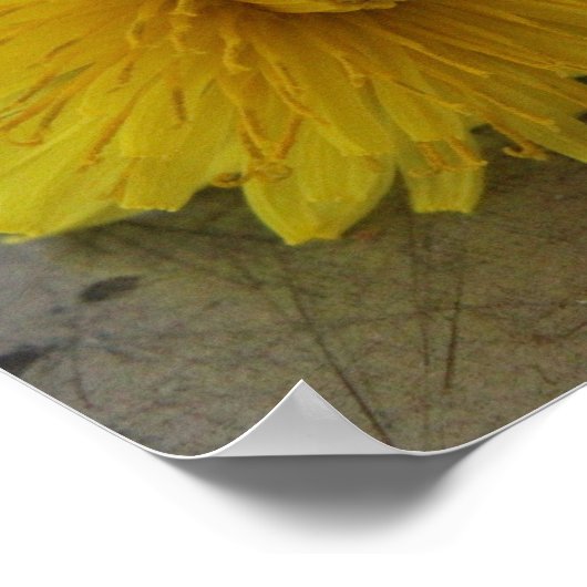 Poster Dandelion Macro Shot (Coin)