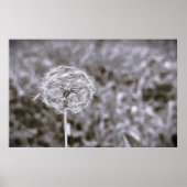 Poster Dandelion - Noir, (Devant)