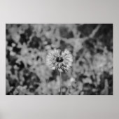 Poster Dandelion - noir, (Devant)
