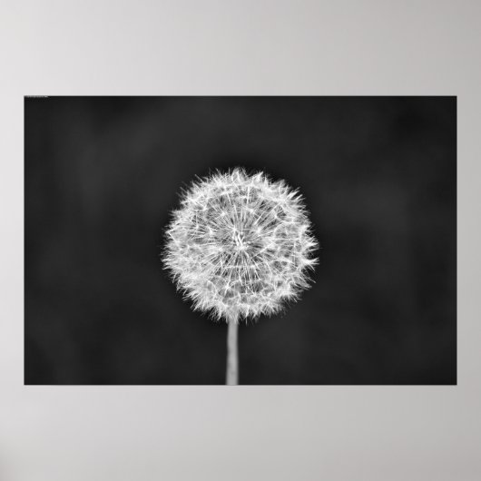 Poster Dandelion - Noir (Devant)