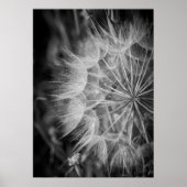 Poster Dandelion noir et blanc (Devant)