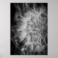 Dandelion noir et blanc