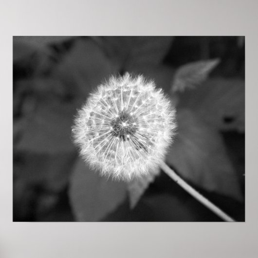 Poster Dandelion noir et blanc devant Feuille 16x20 (Devant)