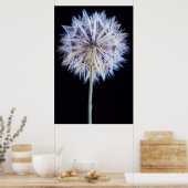Poster Dandelion (Taraxacum Officinale) (Cuisine)