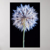 Dandelion (Taraxacum Officinale)