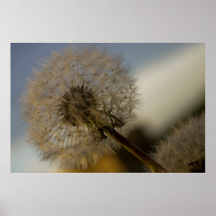 Poster Dandelion Whine fine art print