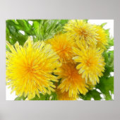 Poster Dandelions ! (Devant)