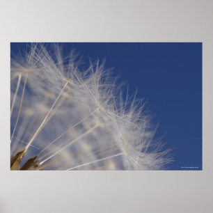 Poster Dandelions
