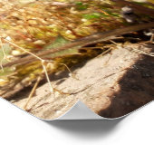 Poster Dandelions au soleil (Coin)