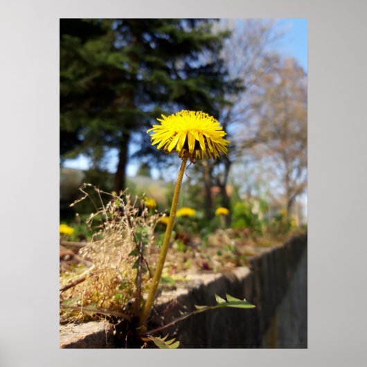 Poster Dandelions au soleil (Devant)
