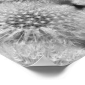Poster Dandelions blancs floffy Nature Abstraite (Coin)