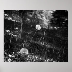 Poster Dandelions noirs et blancs dans les Bois 16x20