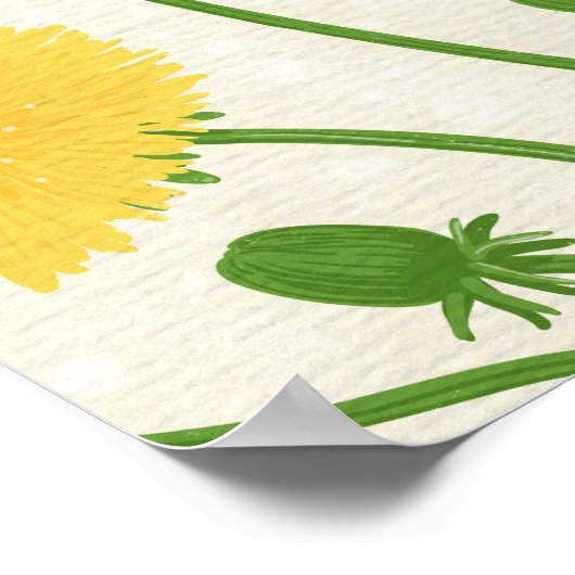 Poster Dandelions, vert, jaune et blanc (Coin)