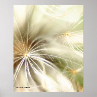Poster Dandilion