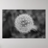 Poster Dandilion (Devant)