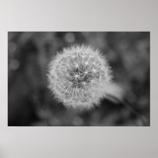 Poster Dandilion