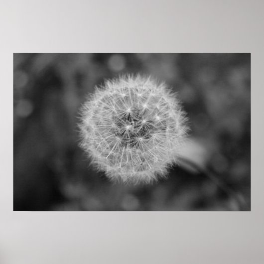Poster Dandilion (Devant)