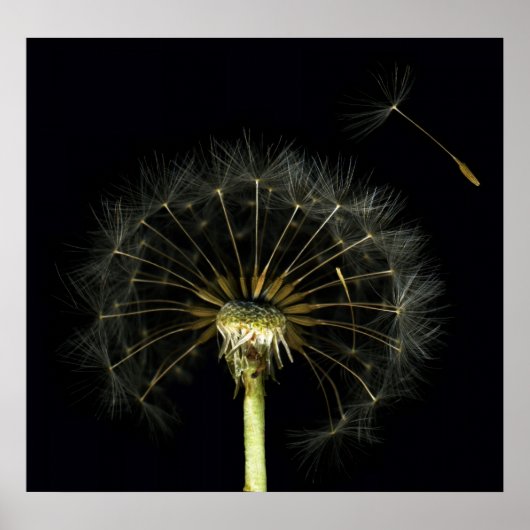 Poster Dandilion Puff Fine Art Print (Devant)