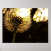 Poster Dandy Dreams (Devant)