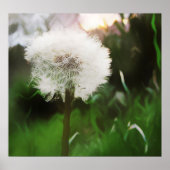 Poster dandyDreams (Devant)