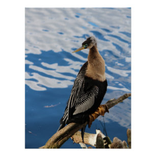 Poster d'Anhinga Bird