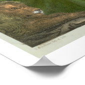 Poster Daniel dans le Den des Lions, tiré d'une bible imp (Coin)