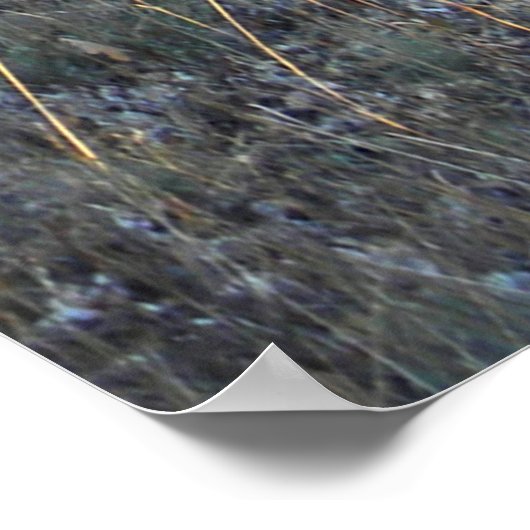 Poster Dans la forêt.... (Coin)