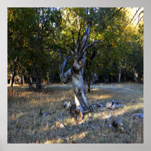 Poster Dans la forêt....