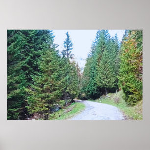 Poster Dans la forêt au cœur - Nature sauvage Roumanie