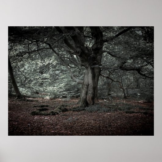 Poster Dans la forêt de contes de fées (Devant)