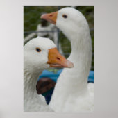 Poster Dans la grange de Fowl (Devant)