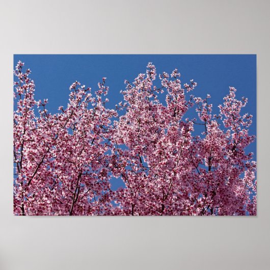 Poster Dans le carrelage bleu japonais des fleurs de ceri (Devant)