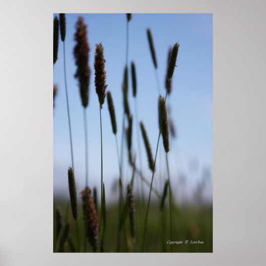 Poster Dans le foin (Devant)