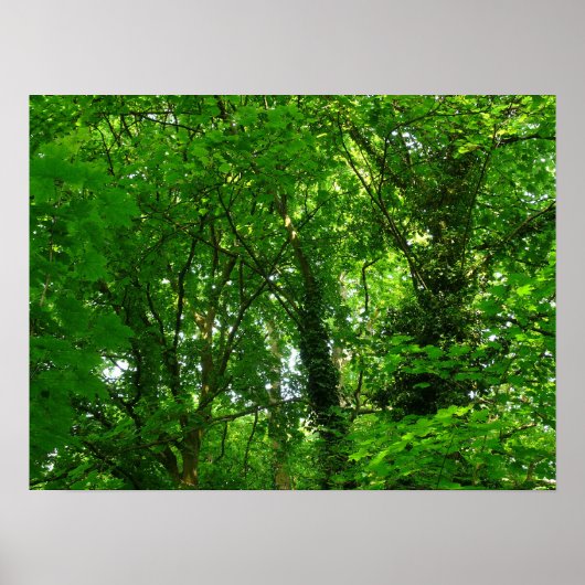 Poster Dans les arbres (Devant)