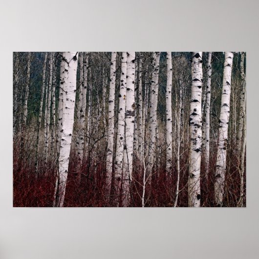 Poster Dans Les Bois. (Devant)