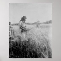 Dans les champs de Boaz à Bethléem