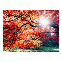 DANS LES COULEURS MAGIQUES DE L'AUTOMNE