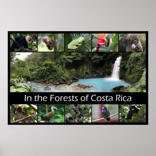 Poster Dans les forêts du Costa Rica (Devant)