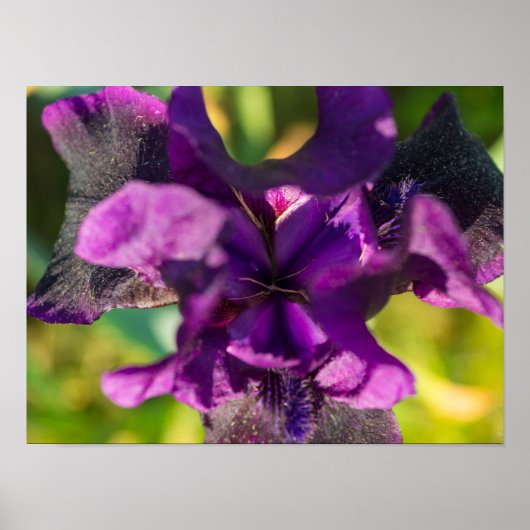 Poster Dans une Iris (Devant)