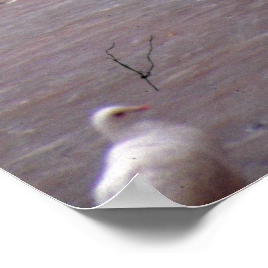 Poster Danse avec les pigeons (Coin)